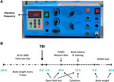 Whole Body Vibration Attenuates Brain Damage and Neuroinflammation Following Experimental Traumatic Brain Injury